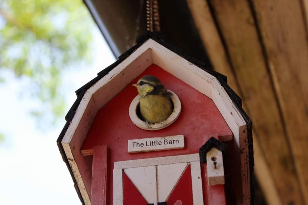 Namelis Nr 1 Adeles Sodyba Sturmai Zewnętrze zdjęcie